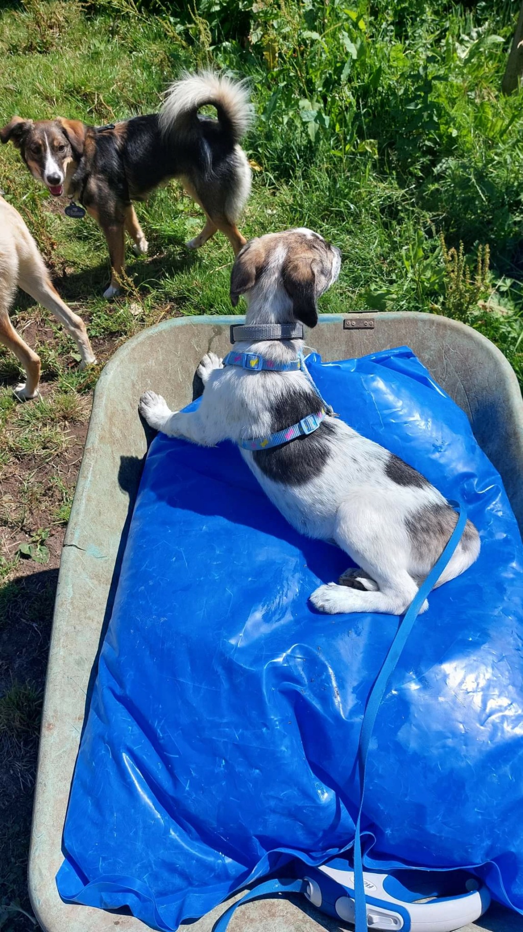  TIA (ex COTTA) - Chiot femelle croisée de taille moyenne à l'âge adulte - Née environ en Février 2022 - Refuge de Monica - Adoptée par Wyna en Belgique Rece2834