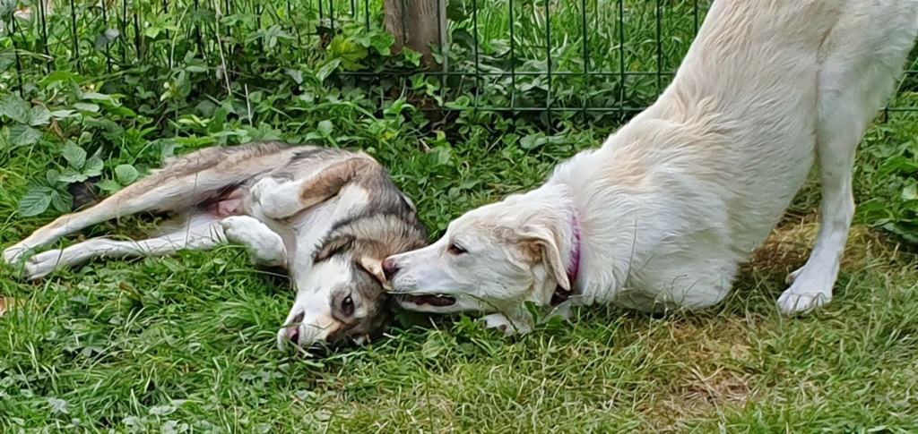 TESS (ex BLANCHE) - Chiot femelle croisée de taille moyenne à grande à l'âge adulte - Née environ en Janvier 2022 - Refuge de Mihaela - Adoptée par Élisabeth en France Rece2999