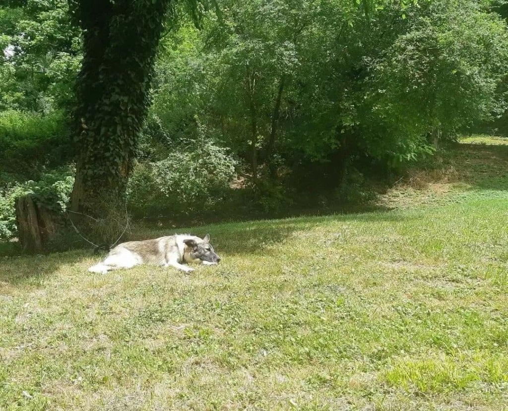 MISTRAL (ex LINUS) - Chiot mâle croisé de taille moyenne à l'âge adulte - Né environ en Mars 2021 - Refuge de Gabriela - Adopté par Sophie en France Rece3019