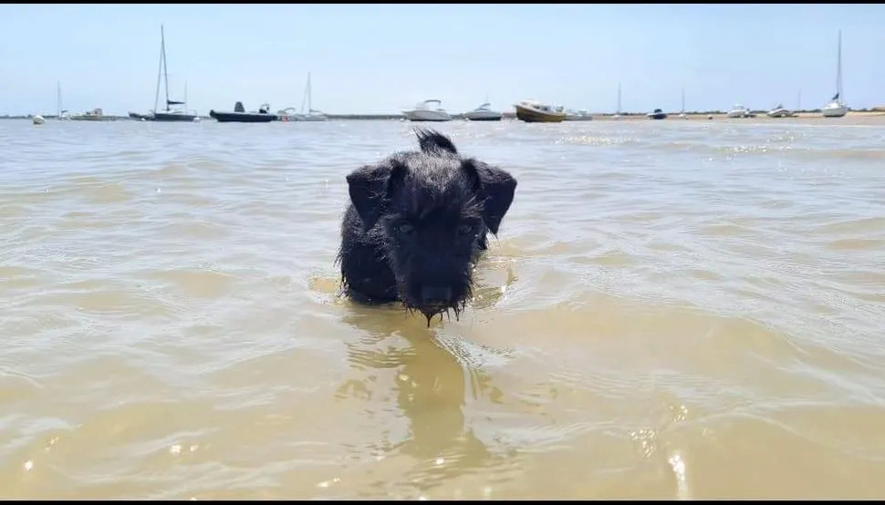 TIAGO (ex ZORRO) - Chiot mâle croisé Chihuahua & Griffon de petite taille à l'âge adulte - Né en Février 2022 - Adopté par Edwige en France Rece3128