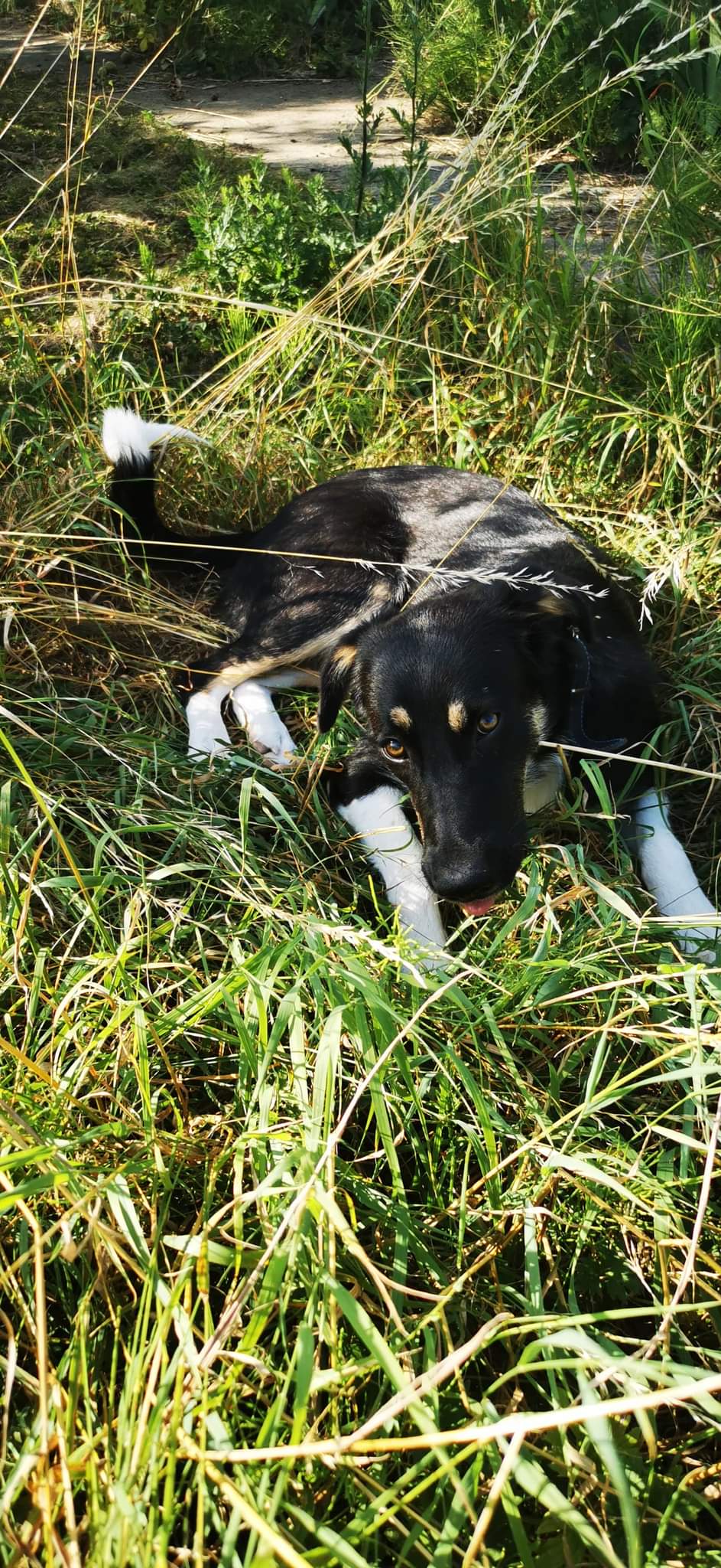 IRIS - Chiot femelle croisée de taille moyenne à l'âge adulte - Née environ en Novembre 2021 - Refuge de Camelia - Adoptée par Yannic en France  Rece3208