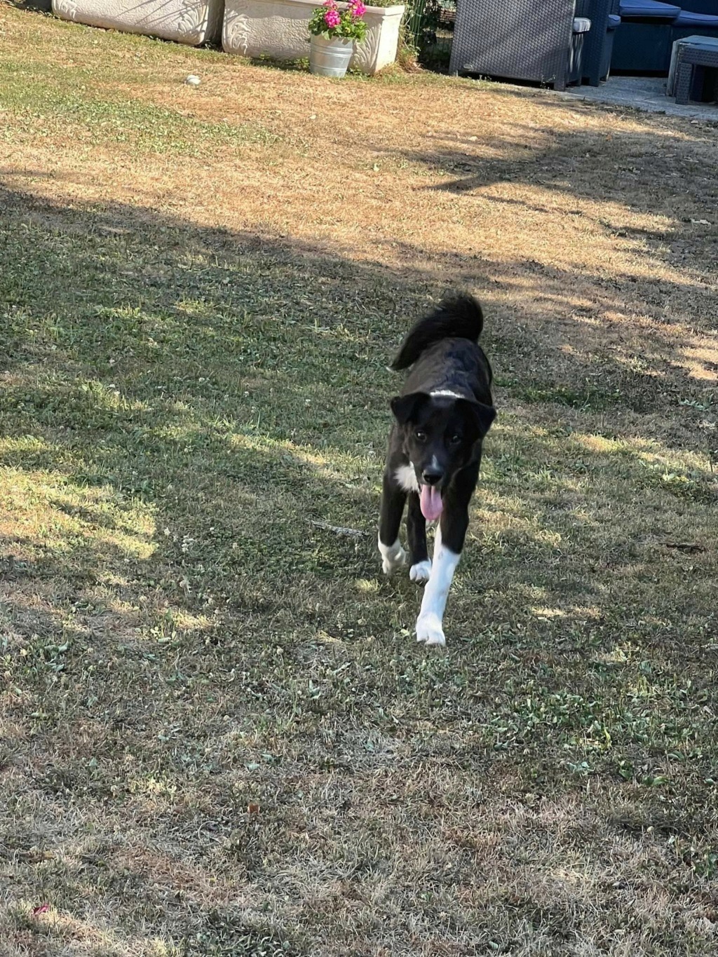 TWIXY (ex REMUS) - Chiot mâle croisé de taille petite à moyenne à l'âge adulte - Né environ en Janvier 2022 - Refuge de Monica - Adopté par Maryam en France  Rece3455