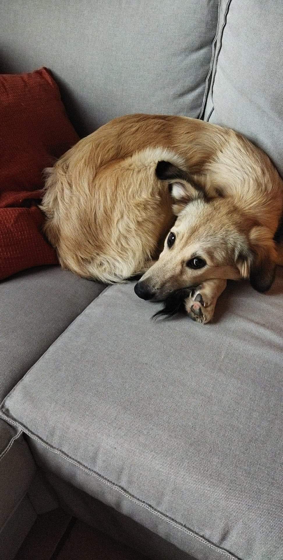 DOLCE - Chiot femelle croisée de taille moyenne à grande à l'âge adulte - Née environ en Janvier 2022 - Refuge de Mihaela - Adoptée par Murielle en Belgique  Rece3538