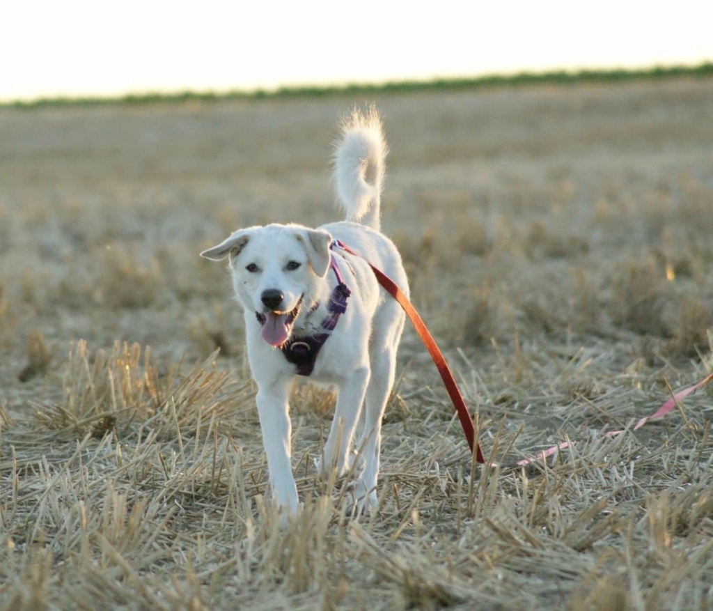 TESS (ex BLANCHE) - Chiot femelle croisée de taille moyenne à grande à l'âge adulte - Née environ en Janvier 2022 - Refuge de Mihaela - Adoptée par Élisabeth en France Rece3646