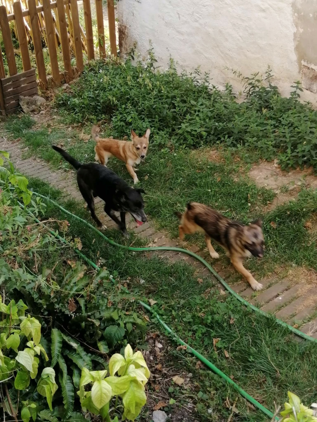 TOBIAS (ex MELCHIOR) - Chiot mâle croisé de petite taille à l'âge adulte - Né environ en Décembre 2021 - Adopté par Delphine en France  Rece3702