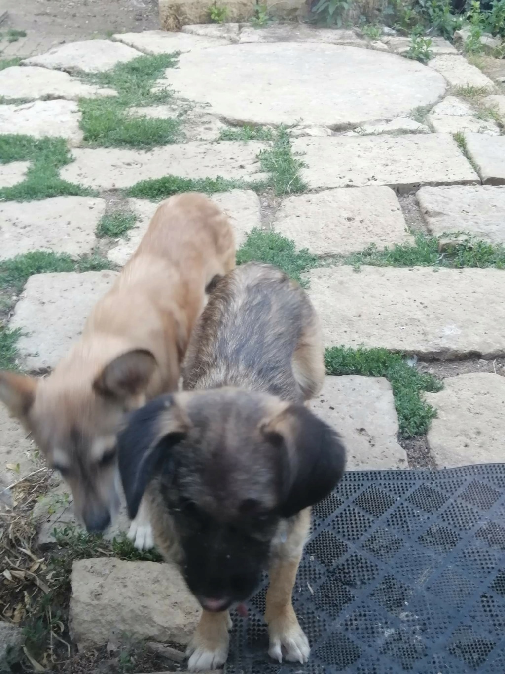 TOBIAS (ex MELCHIOR) - Chiot mâle croisé de petite taille à l'âge adulte - Né environ en Décembre 2021 - Adopté par Delphine en France  Rece3760