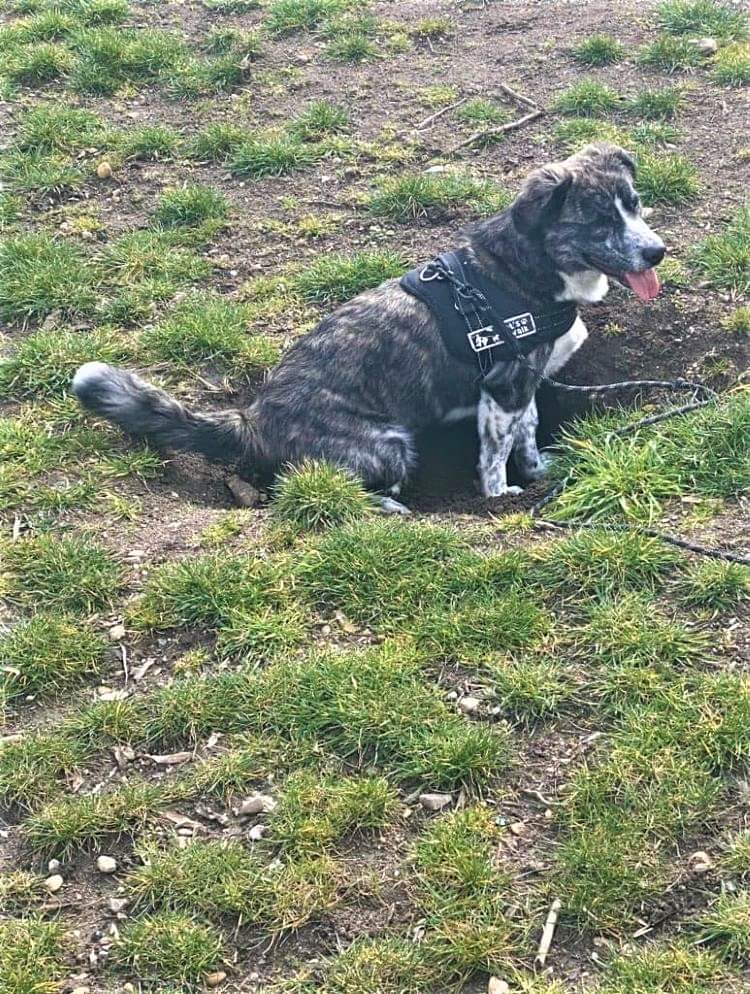 TOBBY (ex TWIX) - Mâle croisé de petite taille - Né environ en Juillet 2021 - Adopté par Nadine en Belgique  Rece3771