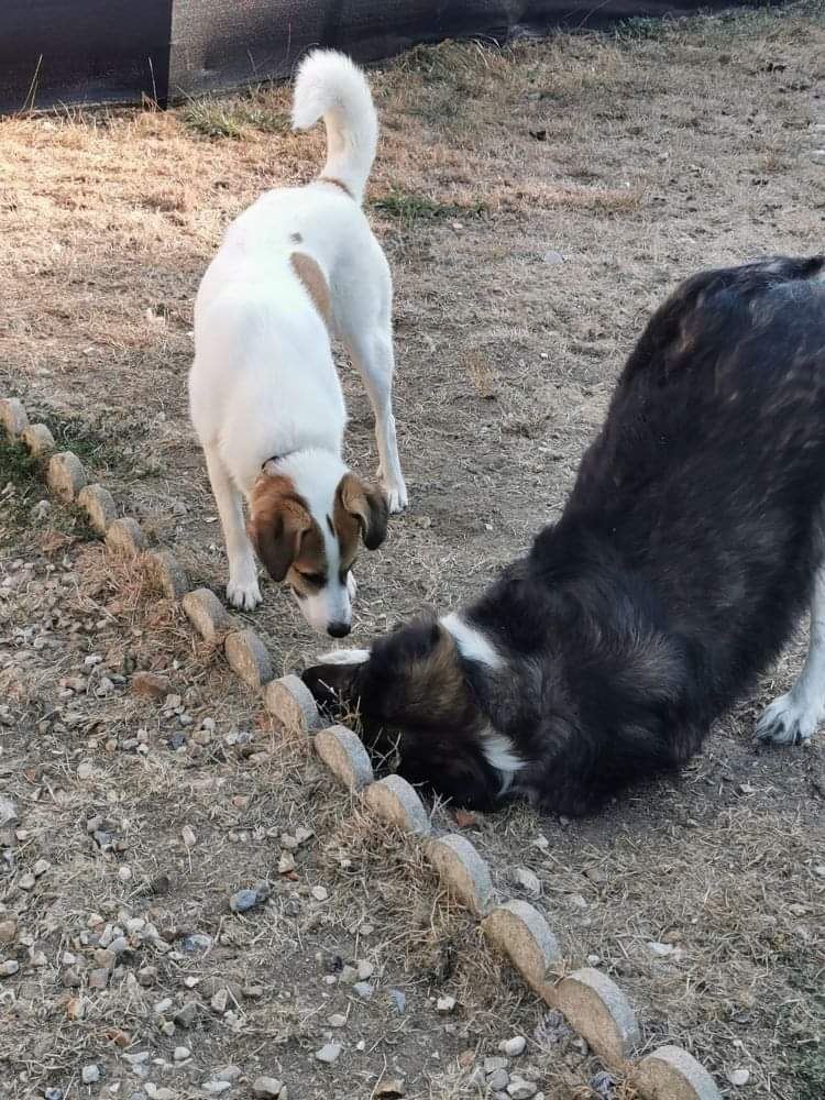 CALI (ex CHOUCHOU) - Chiot femelle croisée de taille moyenne à l'âge adulte - Née environ en Octobre 2021 -  Adoptée par Aurélie en France   Rece3898