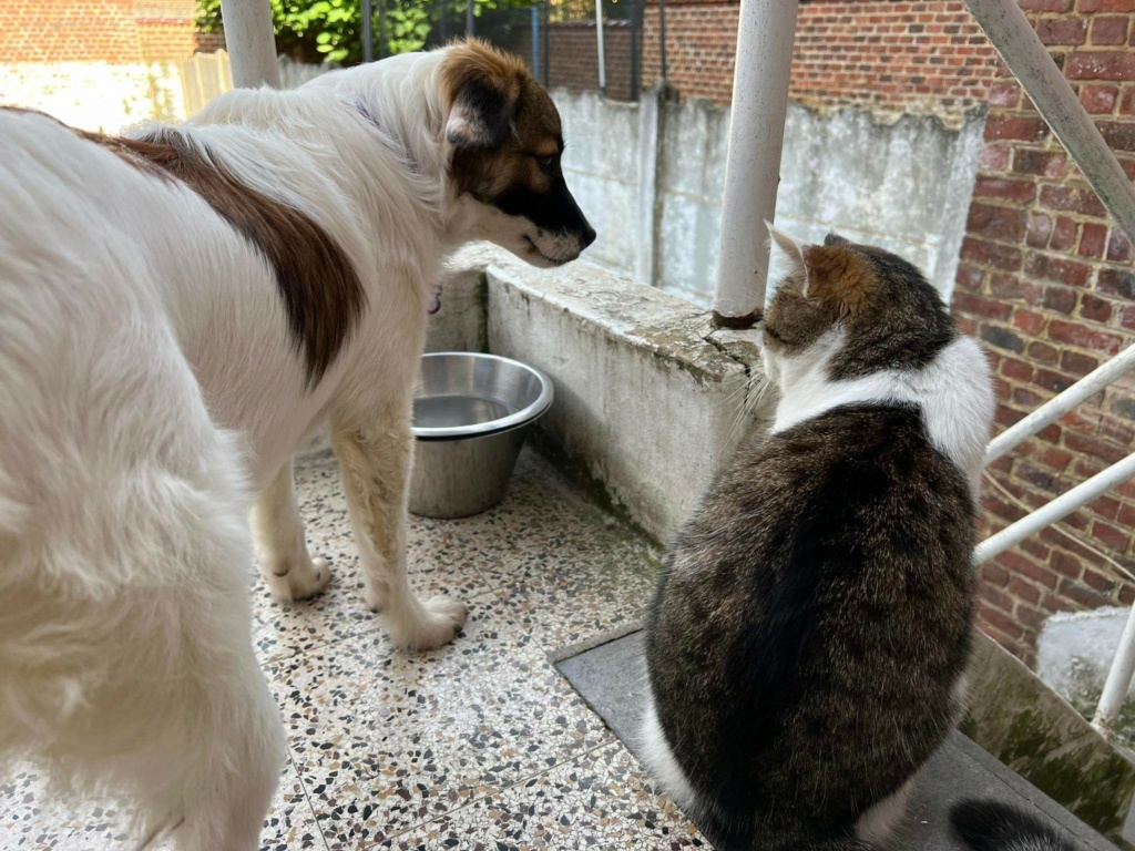  LILLY - Chiot femelle croisée de taille petite à moyenne à l'âge adulte - Née environ en Mars 2022 - Adoptée par Anaïs en  Belgique  Rece4558