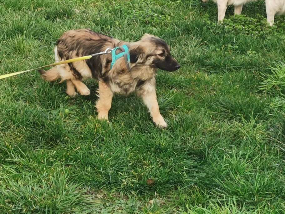 TOBY (ex SAVALOU-Teki) - Chiot mâle croisé de taille petite à moyenne à l'âge adulte - Né environ en Juillet 2021 - Refuge de Camelia - Adopté par Nelly en France Recei354