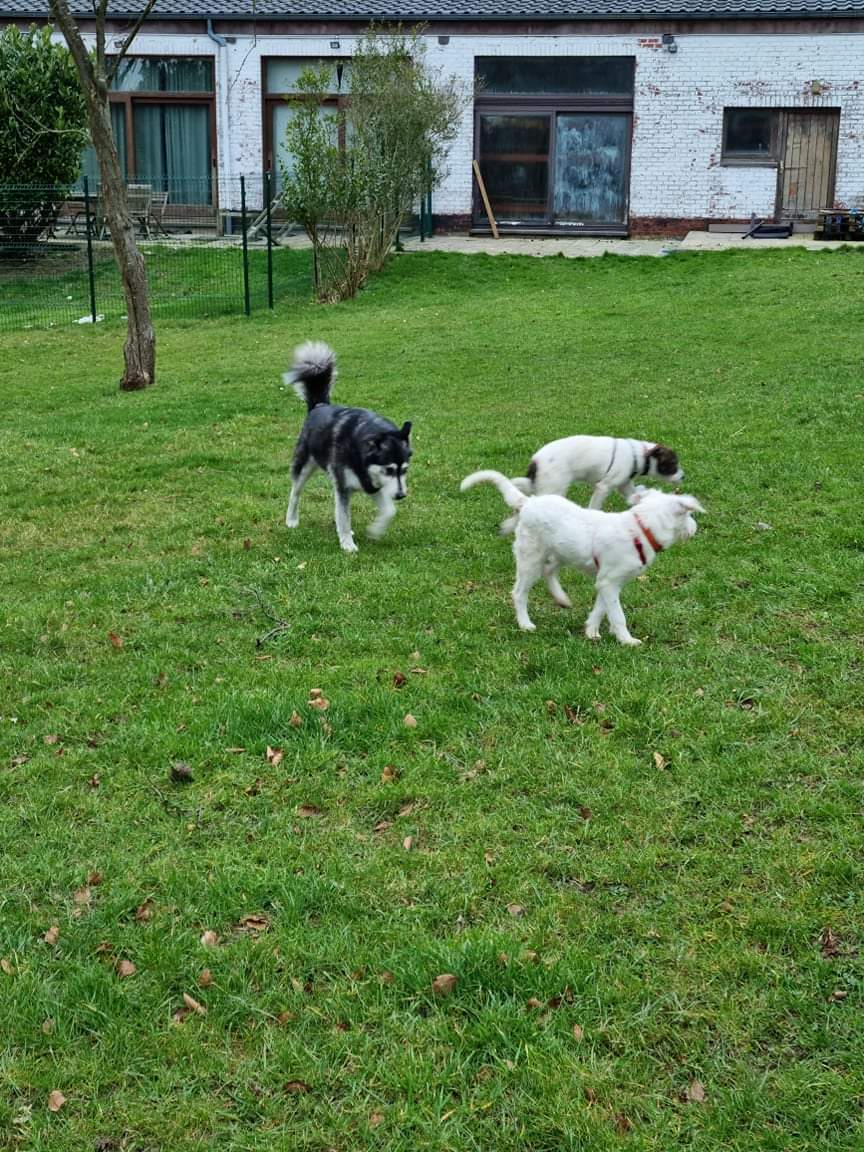 CHOUKETTE - Chiot femelle croisée de taille moyenne à grande à l'âge adulte - Née environ en Octobre 2021 - Adoptée par Véronique en Belgique Recei446