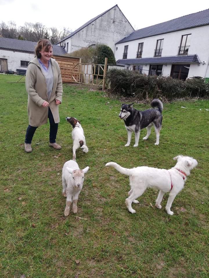 CHOUKETTE - Chiot femelle croisée de taille moyenne à grande à l'âge adulte - Née environ en Octobre 2021 - Adoptée par Véronique en Belgique Recei450