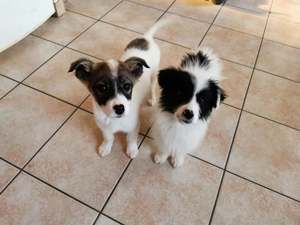 SORAYA (Zana) - Chiot femelle croisée de taille petite à moyenne à l'âge adulte - Née environ en Novembre 2021 - Refuge de Monica - Adoptée par Mathilde en France  Recei738