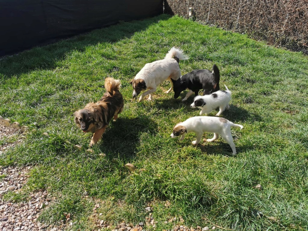 SNOOT (ex NAZELIE-Lissa) - Chiot femelle croisée de taille petite à moyenne adulte - Née environ en Novembre 2021 - Refuge de Monica - Adoptée par Mathilde en France  Recei866