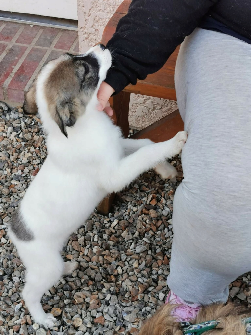 SNOOT (ex NAZELIE-Lissa) - Chiot femelle croisée de taille petite à moyenne adulte - Née environ en Novembre 2021 - Refuge de Monica - Adoptée par Mathilde en France  Recei868