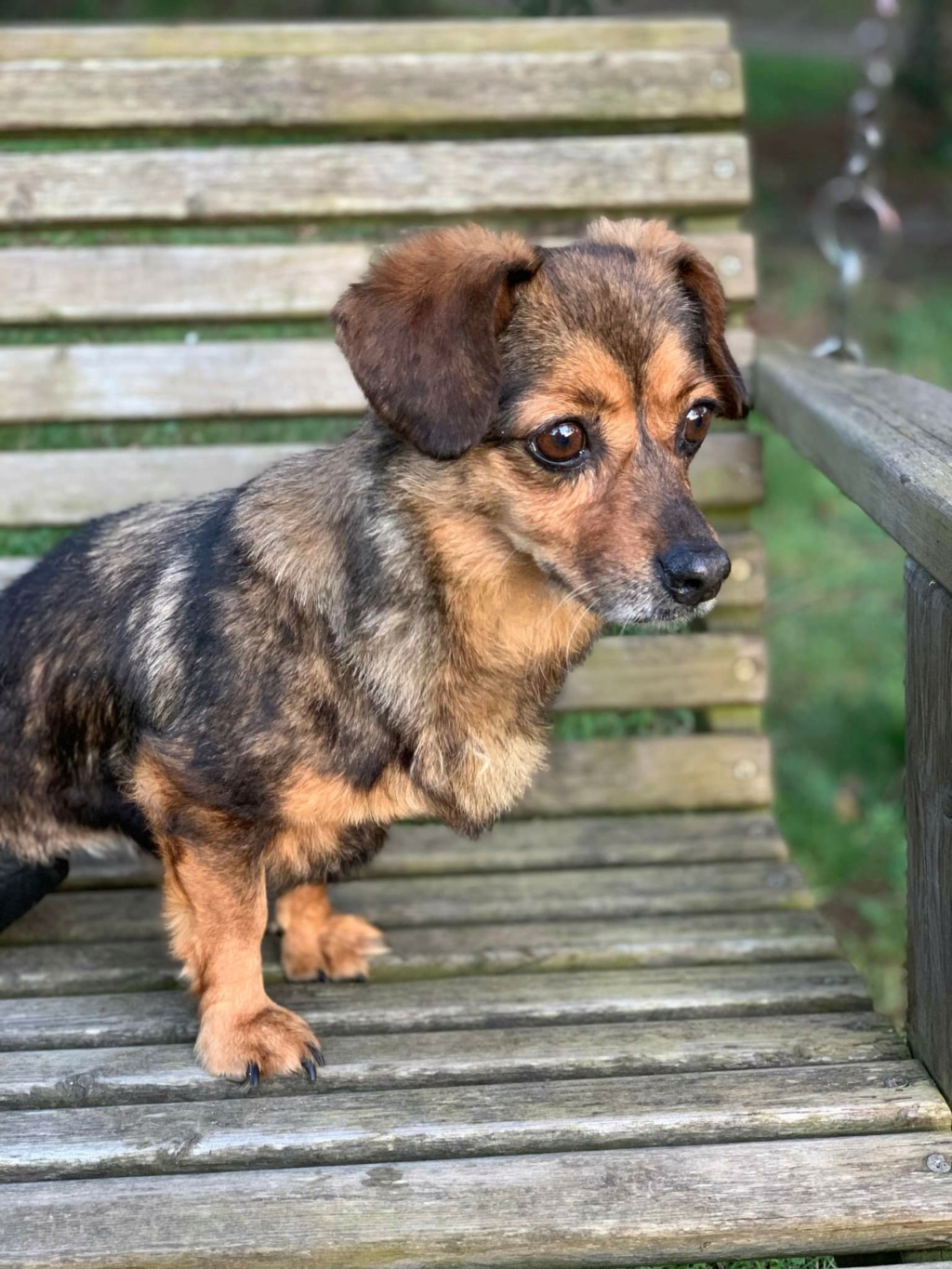 LOLA (ex SOLA) - Femelle croisée de petite taille (4 kg) - Handicapée - Née environ en 2016 - Refuge de Gabriela - Adoptée par Patricia en France- DÉCÉDÉE  Recei892