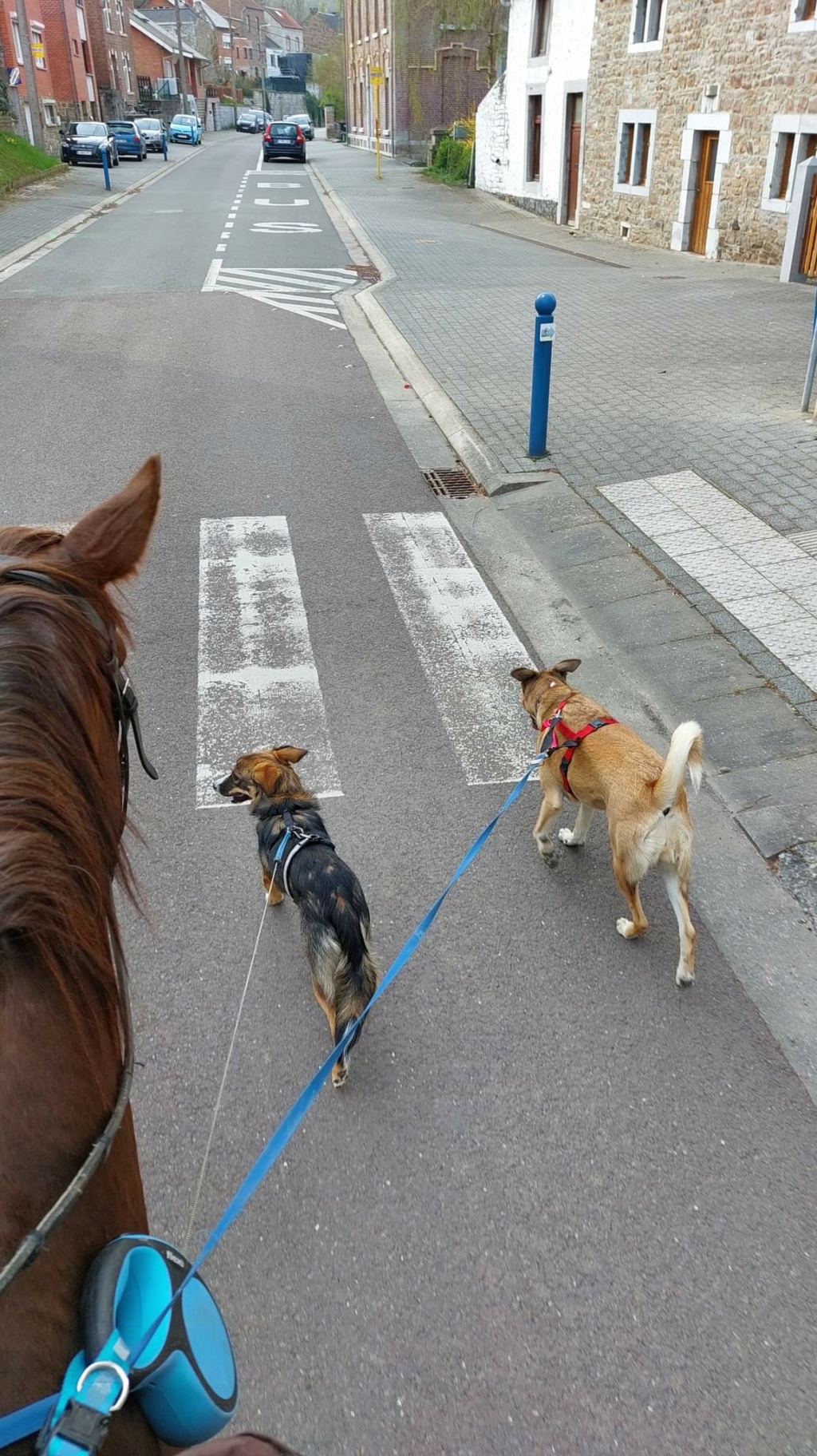 OHANA (CHARLOTTE) - Chiot femelle croisée de taille moyenne à l'âge adulte - Née environ en Juin 2021 - Adoptée par Wyna en Belgique - Page 2 Recei964