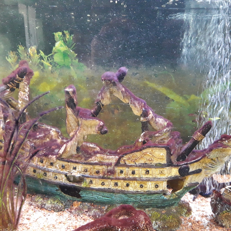 Aquarium avec algues violettes 2022-010