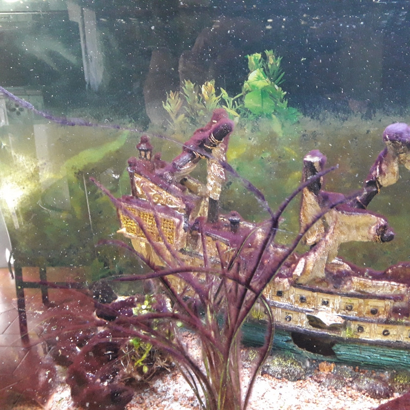 Aquarium avec algues violettes 2022-011