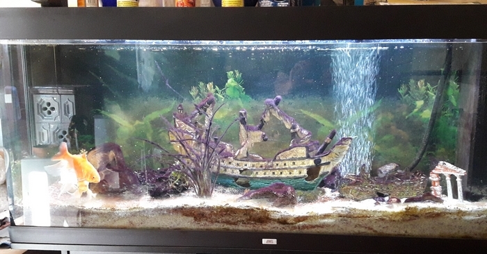 Aquarium avec algues violettes Sans_t11