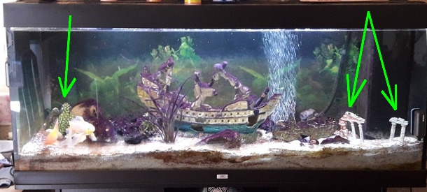 Aquarium avec algues violettes Sans_t12