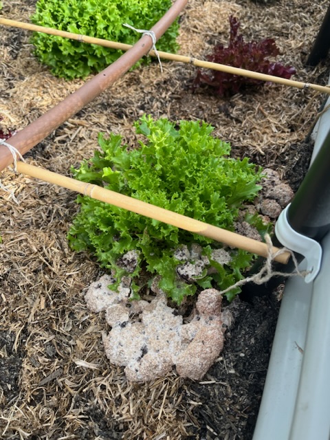 Varieties of mushrooms in beds built with Hugelkultur 4be00210