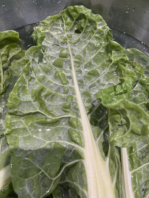 ‘White dust’ underside Chard/Silverbeet leaves 5949a310