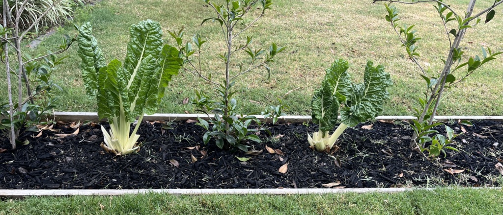 ‘White dust’ underside Chard/Silverbeet leaves 5f69c910