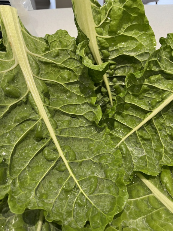 ‘White dust’ underside Chard/Silverbeet leaves D6c4da10