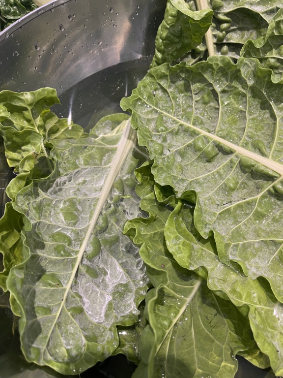 ‘White dust’ underside Chard/Silverbeet leaves E21a8510