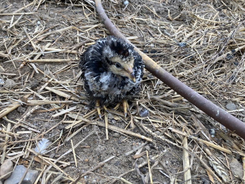 Coq qui a la maladie de Marek ? 0d6b2910