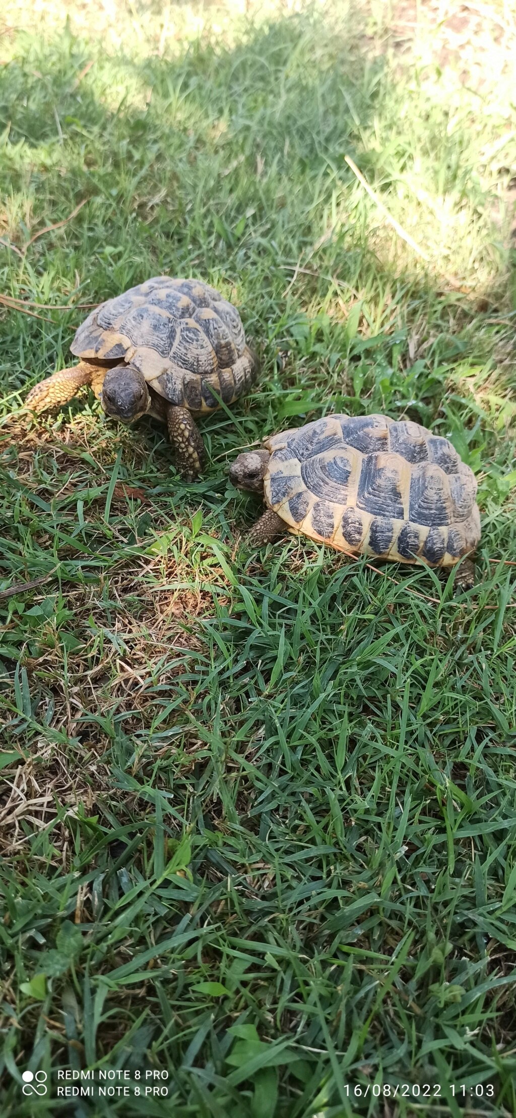 Race de mes tortues Img_2010