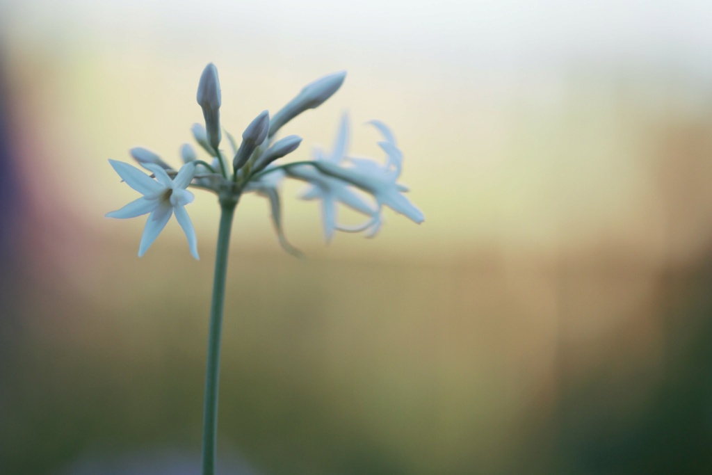 Amaryllisgewächse - Amaryllidaceae (Hippeastrum, Clivia, Nerine, Amaryllis, Agapanthus, Allium, Narcissus & Co.) - Teil 1 - Seite 92 Img_3110