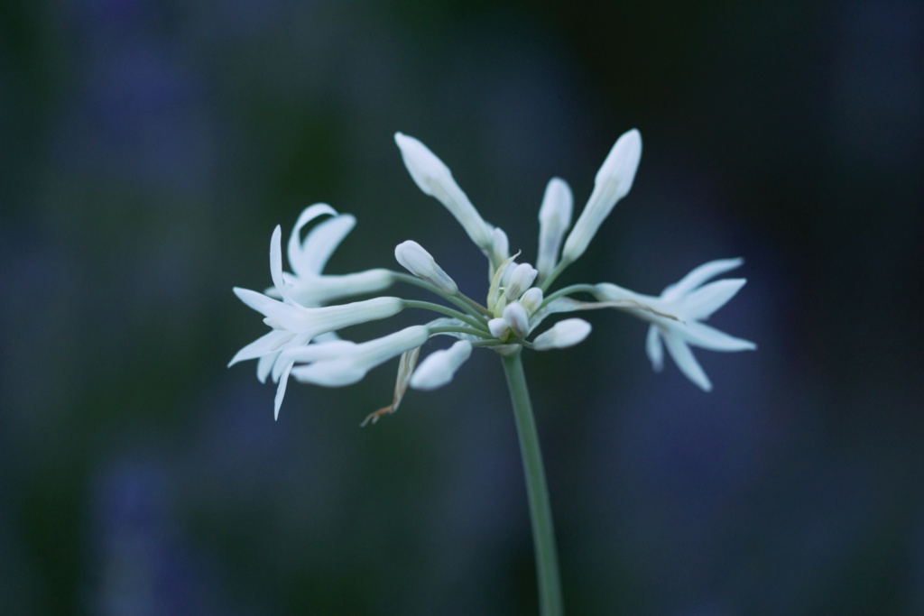 Amaryllisgewächse - Amaryllidaceae (Hippeastrum, Clivia, Nerine, Amaryllis, Agapanthus, Allium, Narcissus & Co.) - Teil 1 - Seite 92 Img_3112