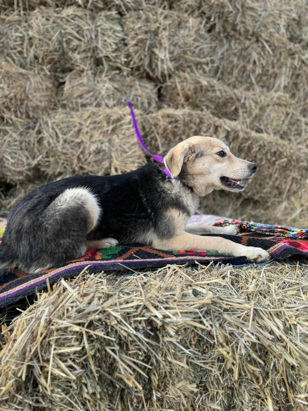 JAVAH - fourrière Vaslui 13/12/2023 chien Elena adoptée par Jules B. dans le 75 41155510