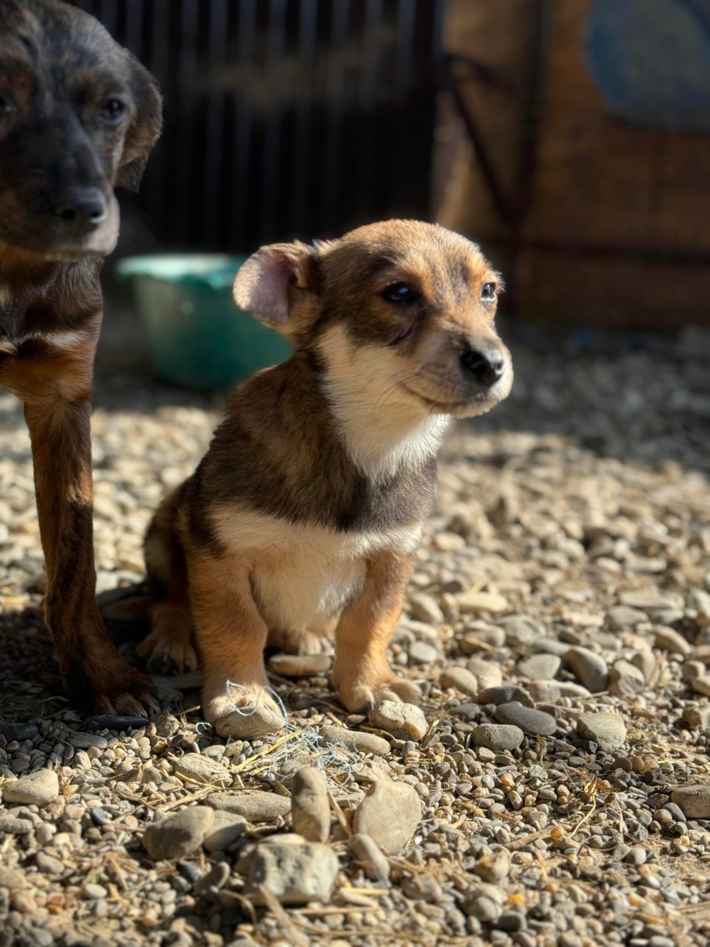 BESTY - chiot Elena - adopté par Fernandes de O. dans le 75 42361925