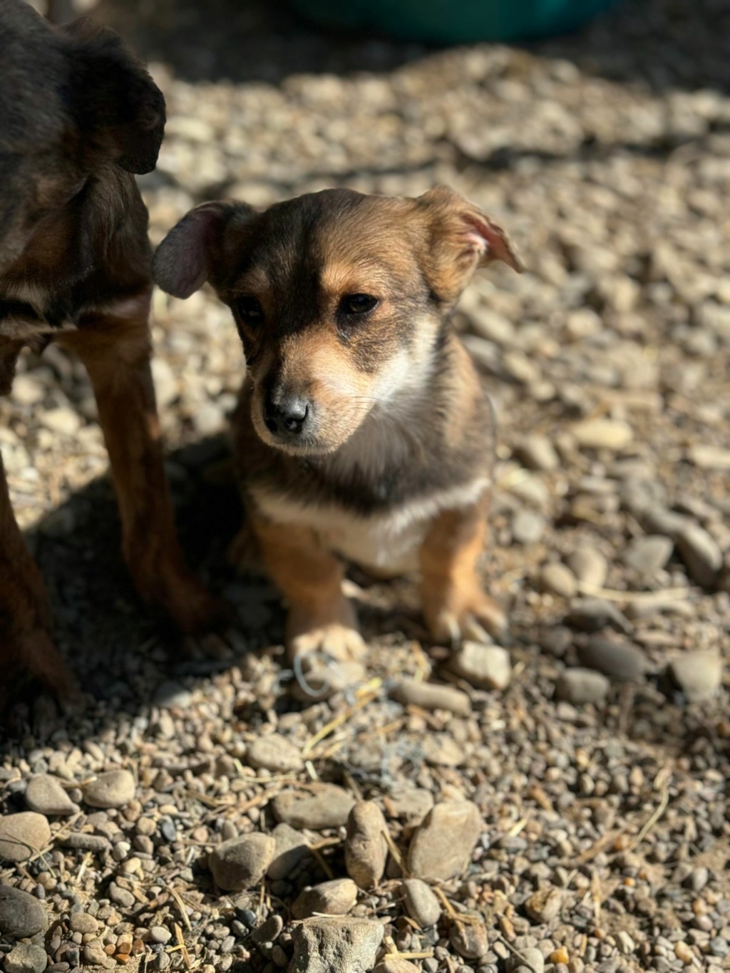 BESTY - chiot Elena - adopté par Fernandes de O. dans le 75 42394418