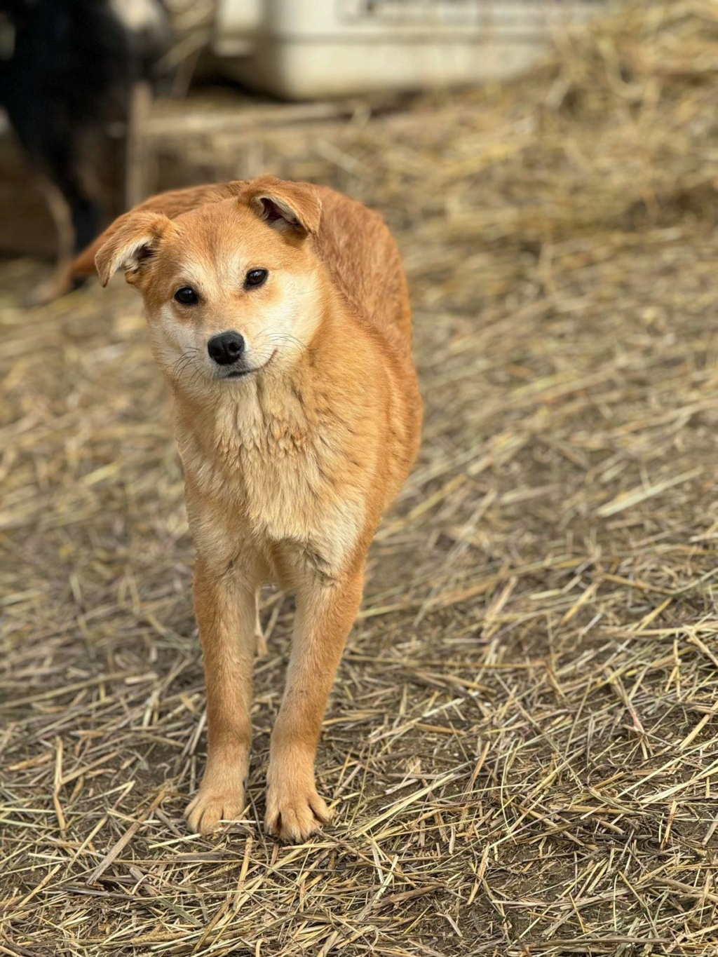 CHIEN2 ROXY (Virginie FINO) - sauvetage VASLUI2 16/03/2024 43381810