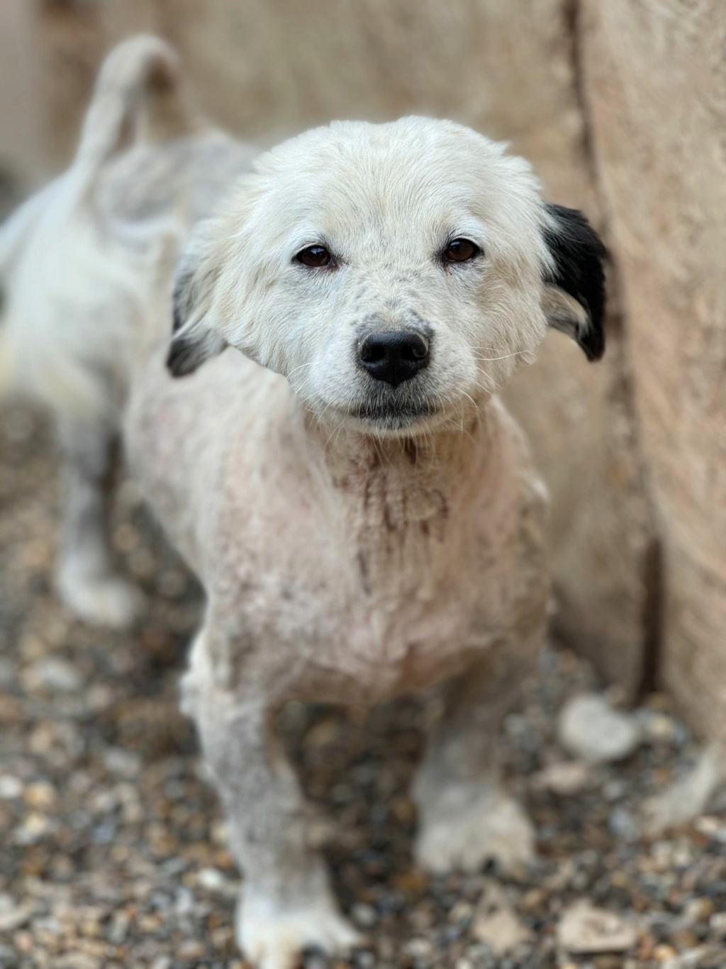 CHIPO (Alice COOPER) - chien NICOLETA2 07/05/2024 - adopté par Alice D. dans le 35 43642311