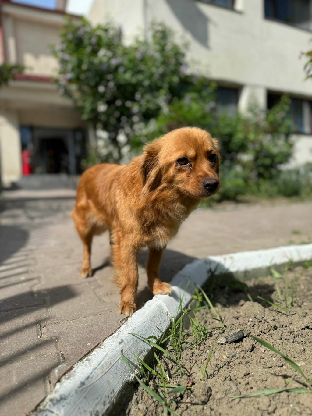 BUBBLE - chien maman Elena - adoptée par Nathalie P. dans le 47 43820420