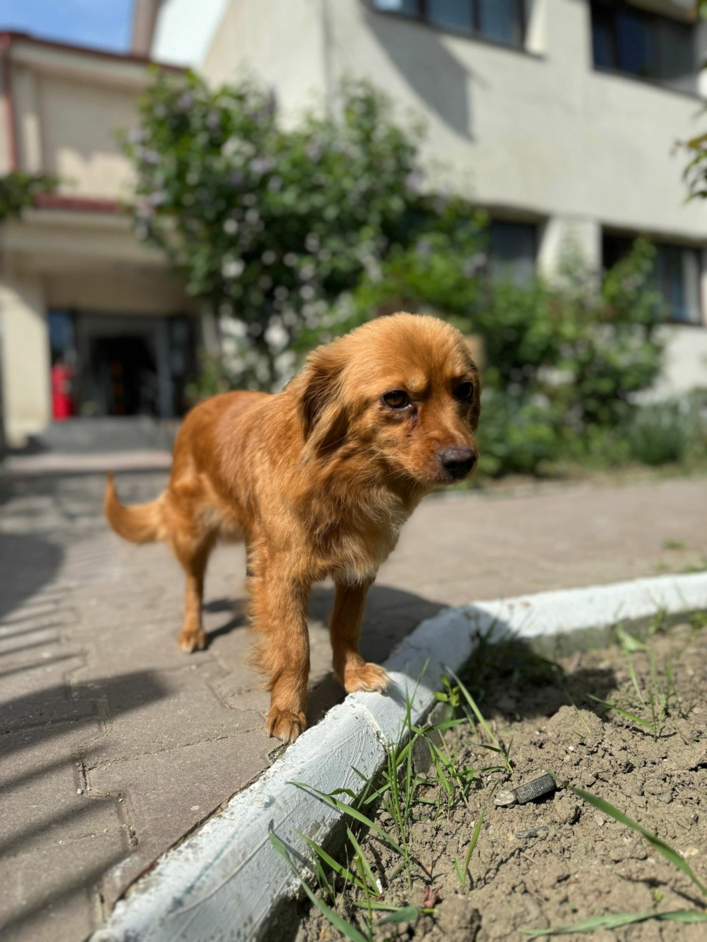 BUBBLE - chien maman Elena - adoptée par Nathalie P. dans le 47 43820921