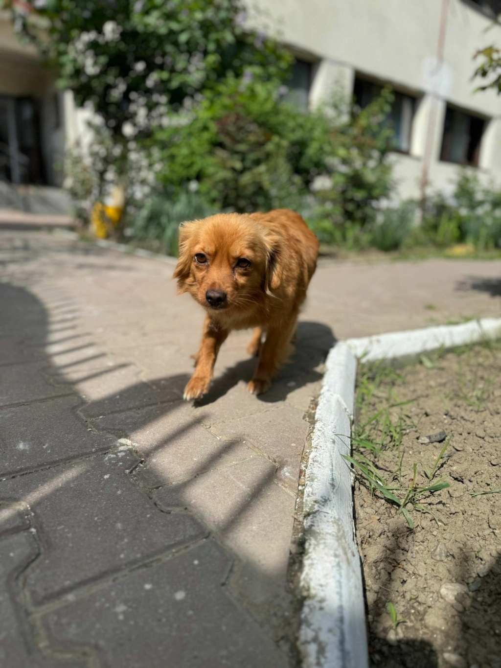 BUBBLE - chien maman Elena - adoptée par Nathalie P. dans le 47 43824512