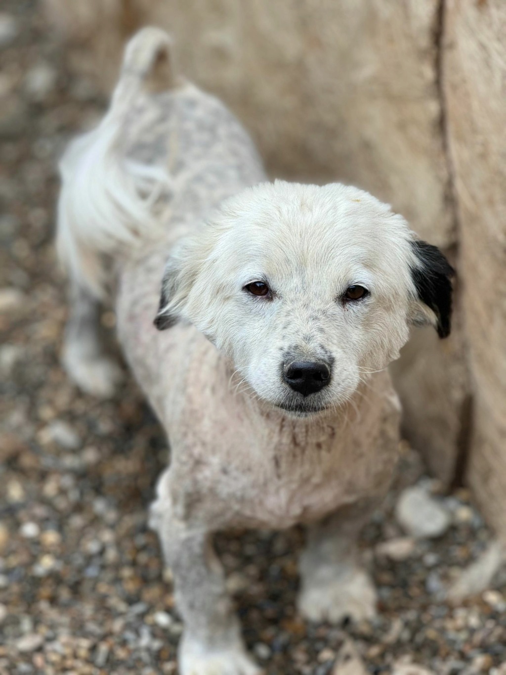 CHIPO (Alice COOPER) - chien NICOLETA2 07/05/2024 - adopté par Alice D. dans le 35 44130811