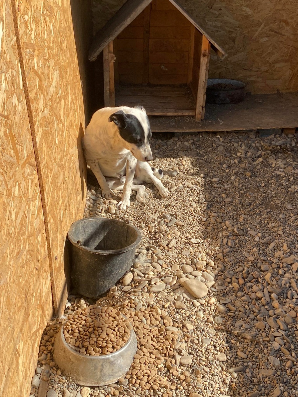 HOMÈRE (Éric Costrel) -  fourrière Vaslui 13/12/2023 - adopté par Justine Q. dans le 29 44195819