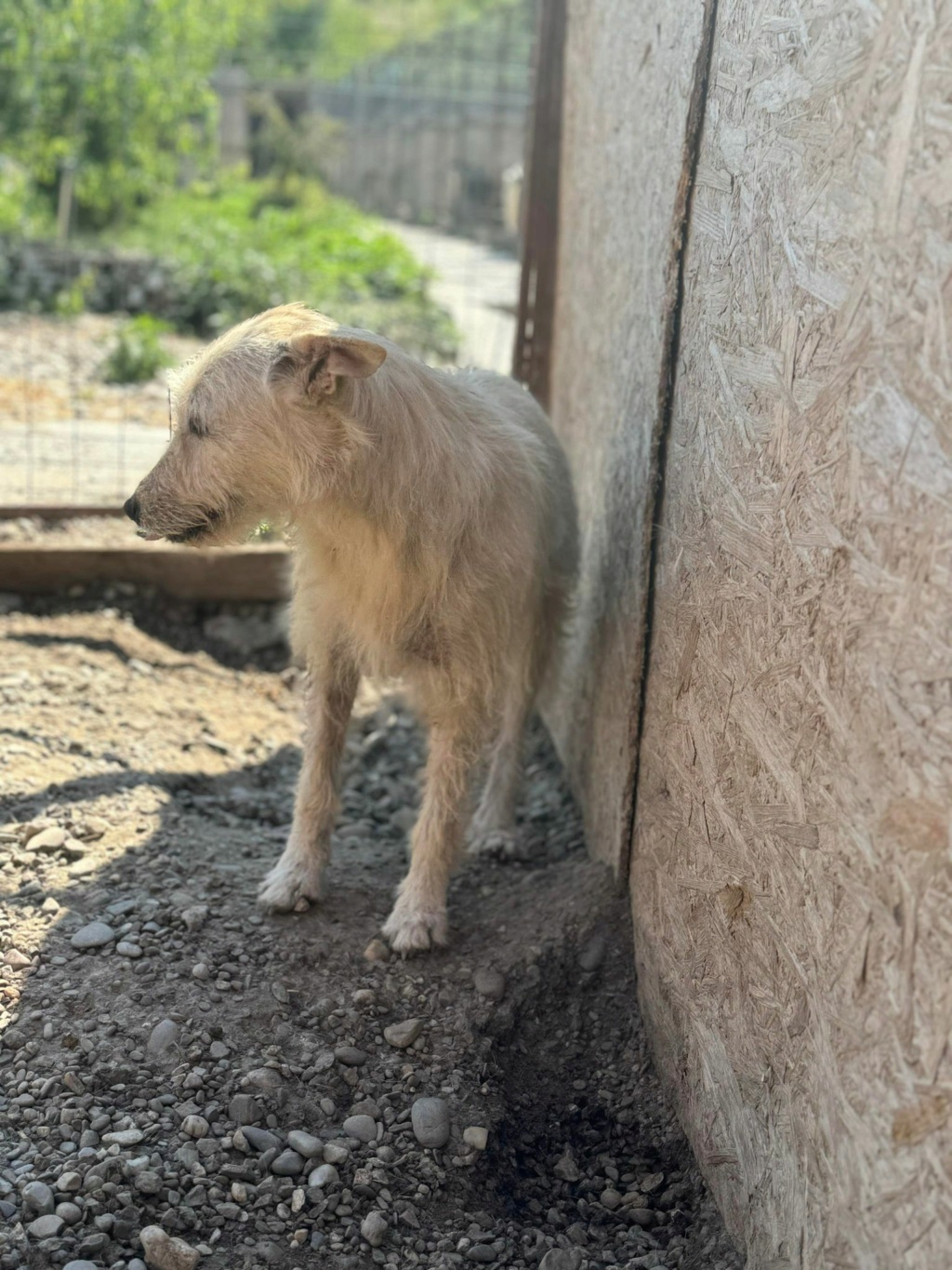 OPALINE CHIEN 13 - (Véronique Moulis Couttet) - Cornetu 22/03/23 ✅ maman blanche + BB 44945410