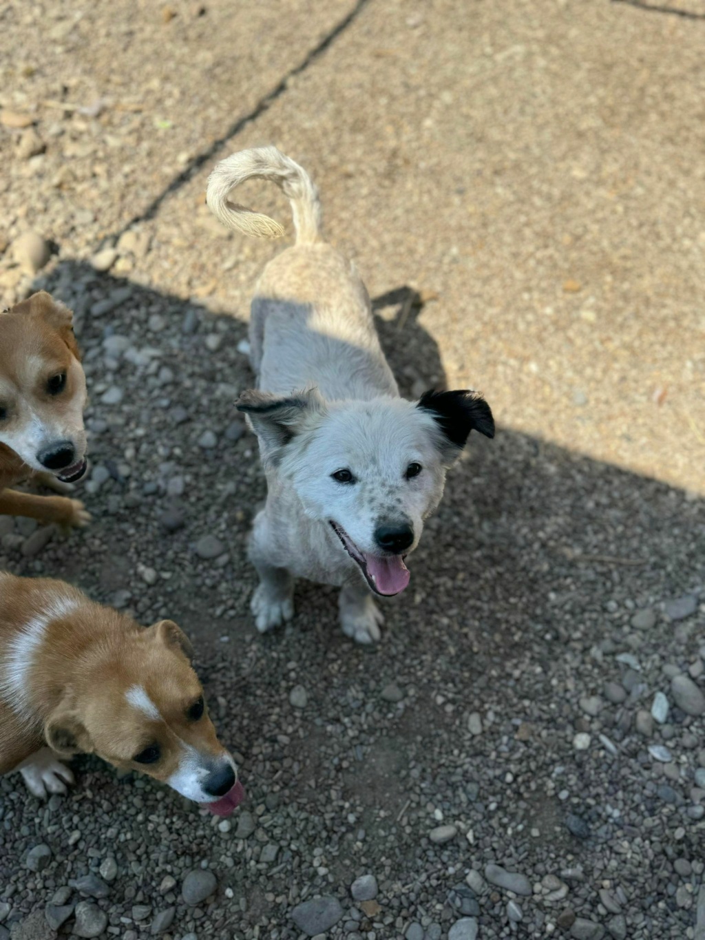 CHIPO (Alice COOPER) - chien NICOLETA2 07/05/2024 - adopté par Alice D. dans le 35 45023511