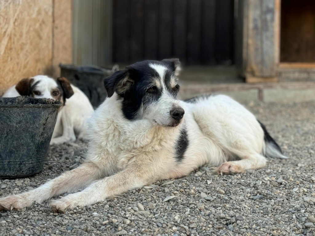 TAYO (Sabine ANKENBRANK) - chien de Sabine  45069110