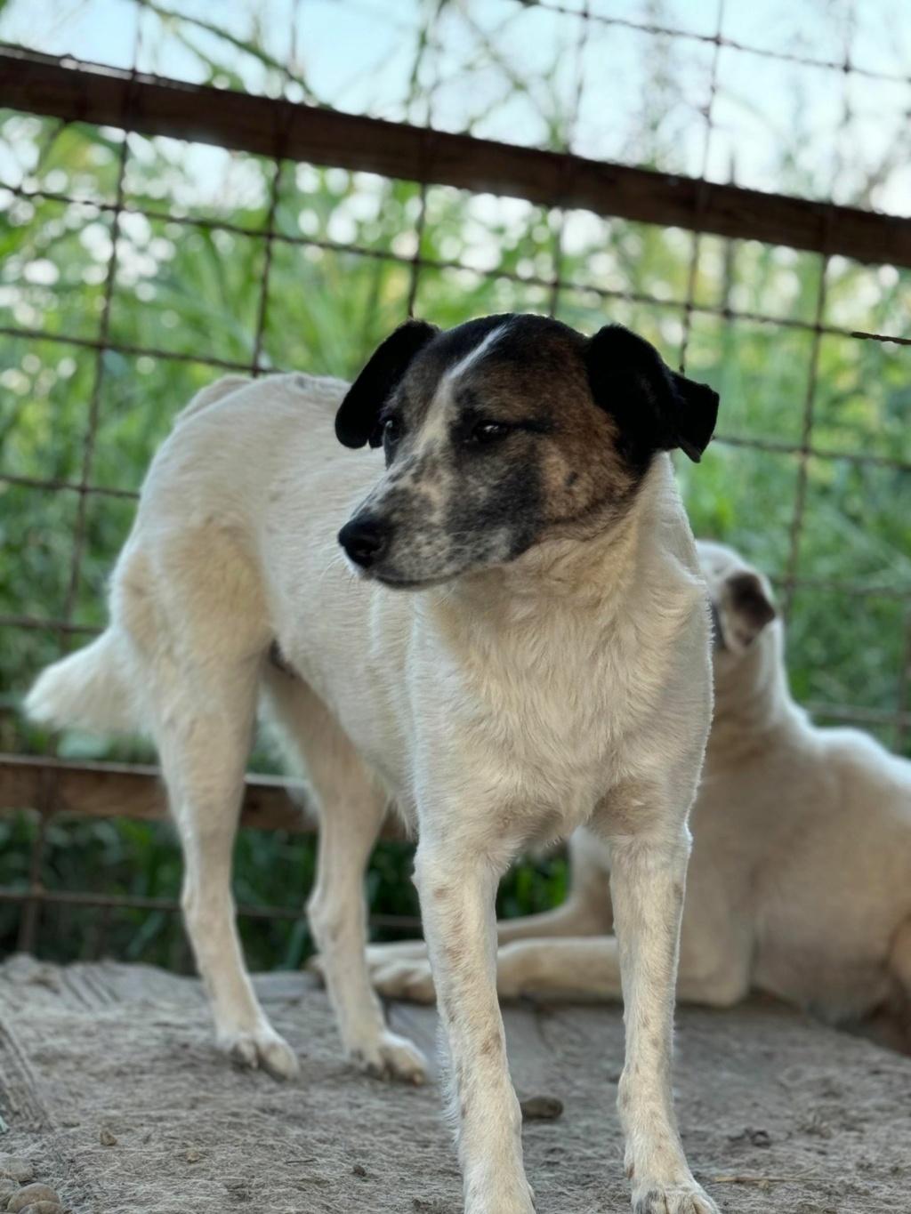 CHIEN7 FAYE (Véronique LE CUNFF) - fourrière Vaslui 13/12/2023 45112610