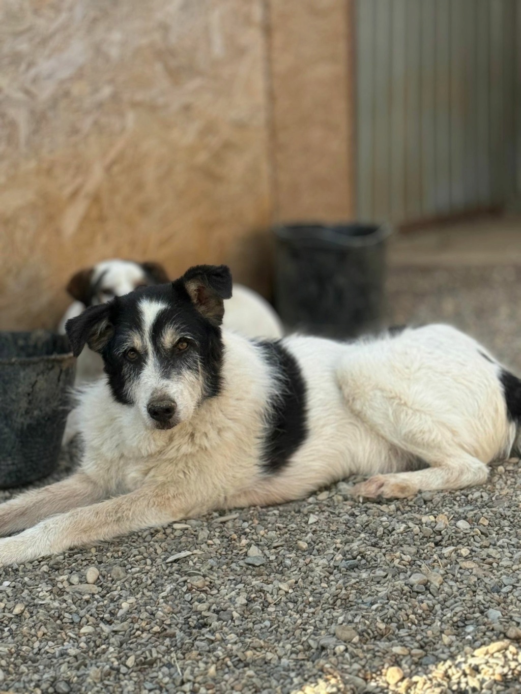 TAYO (Sabine ANKENBRANK) - chien de Sabine  45181411