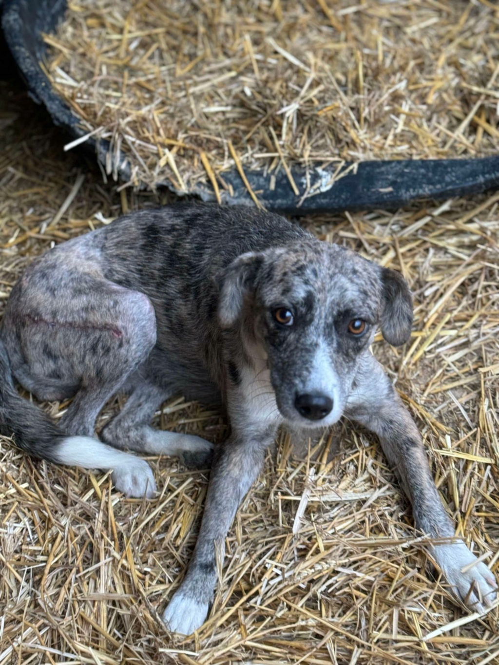 LHOTSÉ - chienne trouvée par Nicoleta accidenté - 09/2024 45849710